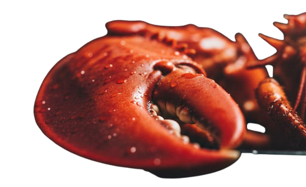 Straight deep sea harvest, zero filler, pure thick lobster meat.